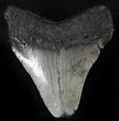Juvenile Megalodon Tooth - South Carolina #25701-1